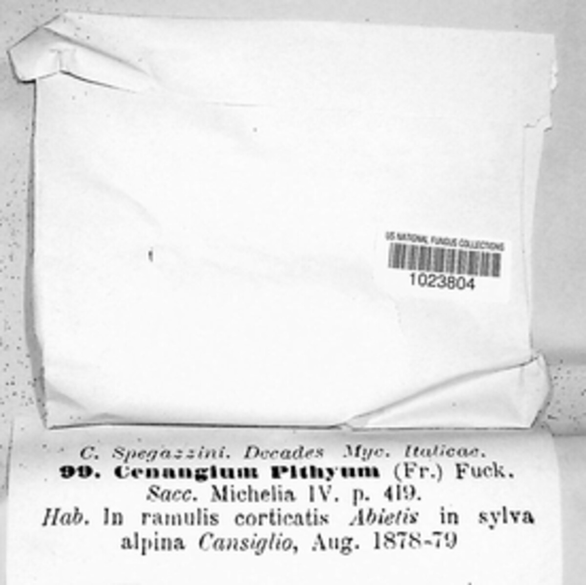 Tympanis pithya image